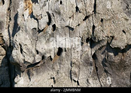 Futtertunnel eines großen steinbock-Käfers, Cerambyx cardo, im Holz einer stieligen Eiche Stockfoto