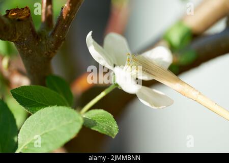 Künstliche Bestäubung der Blume des Apfelbonsai mit einem Pinsel Stockfoto