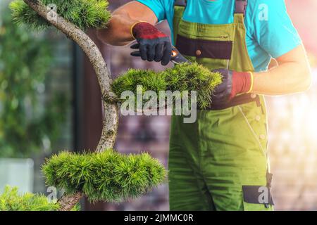 Nahaufnahme des männlichen Gärtners, der im Hochsommer einen Evergreen Dekorativen Baum in einem landschaftlich gestalteten Garten mit Gartenscheren-Werkzeug kürzte. Saisonal Ca. Stockfoto