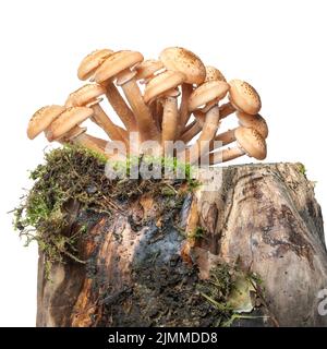 Waldpilze von Honigpilz Armillaria isoliert auf Stumpf und Moos Stockfoto