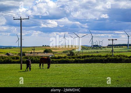 Grüne Felder mit Pferden in der Nähe von Royd Moor Windfarm, Barnsley, Huddersfield, West Yorkshire, Großbritannien Stockfoto