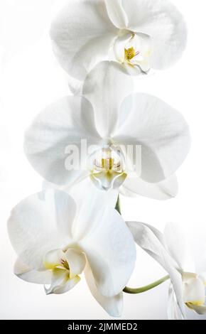Hochwichtiges Nahaufnahme-Bild von drei kultivierten weißen Orchideenblüten mit gelben Mitten vor weißem Hintergrund. Stockfoto
