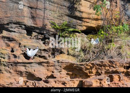 2022. August: Möwen oder Silbermöwen (Chroicocephalus novaehollandiae) brüten in einer Tasche auf einer Sandsteinklippe im Hafen von Sydney, Australien Stockfoto