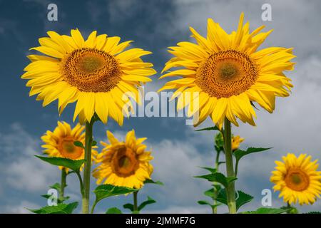 Paar goldene Sonnenblumen. Blühende Sonnenblumen vor dem tiefblauen Himmel Stockfoto