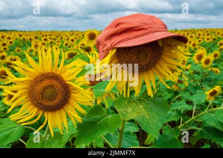 Blühende Sonnenblume trägt lustige Mütze. Buntes Sonnenblumenfeld Stockfoto