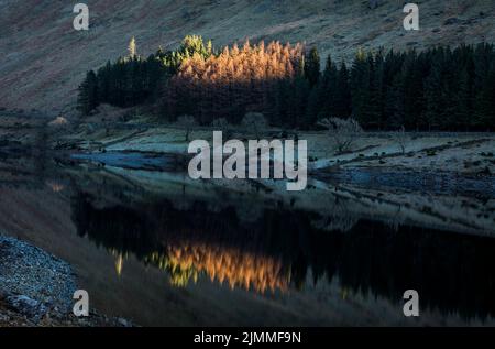 Am späten Nachmittag strahlte die Sonne Baumkronen an und spiegelte sich in der flachen Oberfläche des Hawswater Reservoirs mit starkem Winterfrost an der Küste im Schatten. Stockfoto