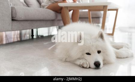 Schöner flauschiger weißer Hund Stockfoto