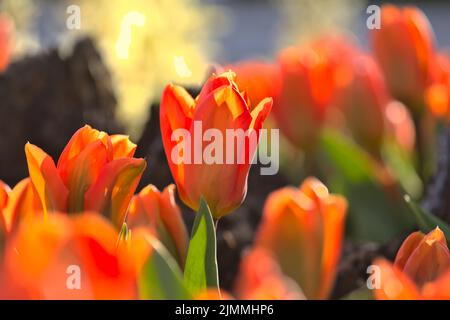 Tulips Stockfoto