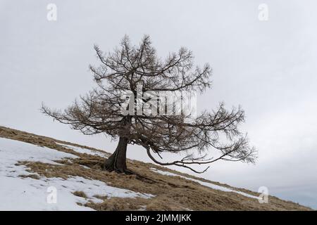 Ein alter knarriger Baum steht auf einer steilen, schneebedeckten Wiese und trotzt Wind und Wetter. Stockfoto