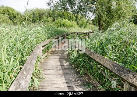 Münster, 28. Juli 2022: Gehweg aus wetterbedingten Holzplanken, der sich durch ein Schilffeld im Naturschutzgebiet Rieselfelder schlängelt Stockfoto