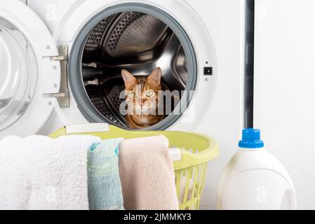 Eine niedliche Bengalkatze sitzt in einer leeren Waschmaschine. Stockfoto