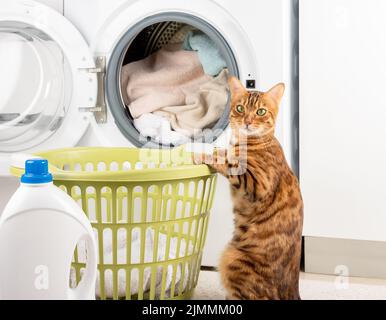 Lustige Katze, die schmutzige Wäsche in der Waschmaschine wäscht. Stockfoto