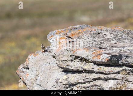 Weiblicher Finsch's Wheatear (Oenanthe finschii) mit einem Jungling Stockfoto