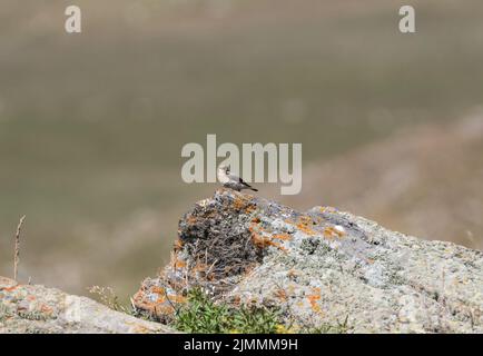 Weiblicher Finsch-Weizenohr (Oenanthe finschii) Stockfoto