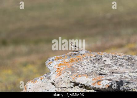 Weiblicher Finsch-Weizenohr (Oenanthe finschii) Stockfoto