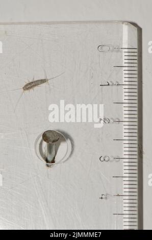 Junger Silberfisch Lepisma saccharinum versteckt sich hinter einem Lineal. Arinaga. Aguimes. Kanarische Inseln. Spanien. Stockfoto