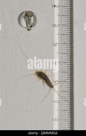 Junger Silberfisch Lepisma saccharinum versteckt sich hinter einem Lineal. Arinaga. Aguimes. Kanarische Inseln. Spanien. Stockfoto