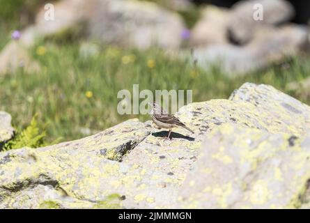 Wasserpipit für Erwachsene (Anthus spinoletta) Stockfoto