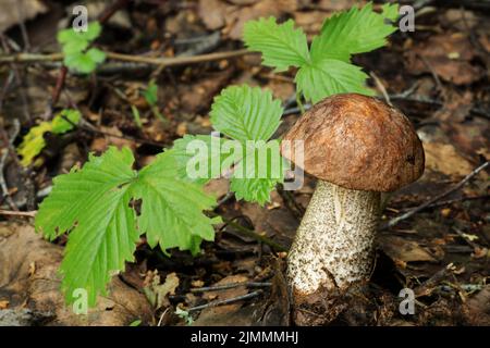 Die Natur Weißrussland - die Pilze, die im Wald wachsen. Stockfoto