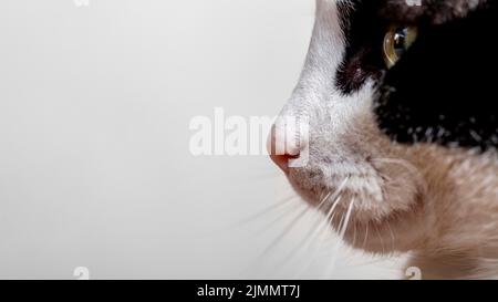 Nahaufnahme entzückende Katze mit Kopieplatz Stockfoto