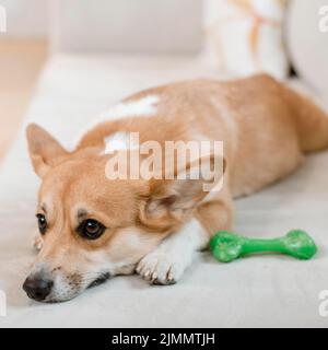 Niedliche Hundecouch mit Spielzeug Stockfoto