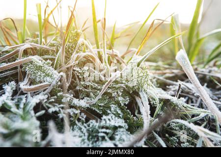 Nahaufnahme von gefrorenem Gras nach dem ersten Frost Stockfoto