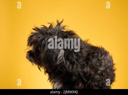 Kleiner schwarzer pelziger Hund sitzt auf einem gelben Hintergrund und blickt nach vorne Stockfoto