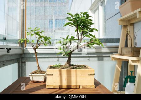 Apfelbaum und Birke als Bonsai auf einem Balkon in der Großstadt Stockfoto