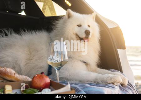 Samoyed Hund sitzt im Kofferraum während Picknick am Strand Stockfoto