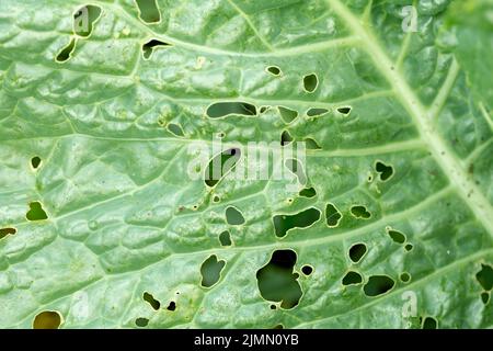 Kohl durch Schädlingsbefall Nahaufnahme beschädigt. Kohlblätter in Löchern, die von Larven, Würmern und Raupen gefressen werden. Folgen der Invasion Schmetterlinge. Spoili Stockfoto