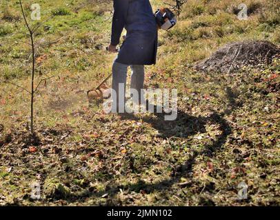Ein Landwirt schneidet mit einem Motorsense trockenes Gras zwischen Bäumen Stockfoto