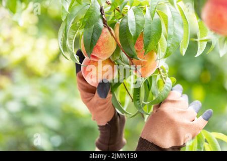 Pfirsiche ernten. Ältere Frau die Ernte reif Bio Pfirsiche im Sommer Obstgarten. Landwirt Kontrolle der Früchte auf den Ästen. Stockfoto