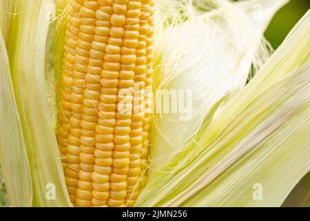 Ähre von gelbem Mais mit den Körnern, die noch am Kolben auf dem Stiel im Bio-Maisfeld befestigt sind. Nahaufnahme Stockfoto