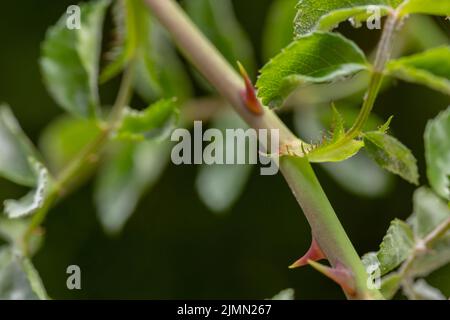 Nahaufnahme eines Rosendorns auf verschwommenem schwarzem Hintergrund Stockfoto