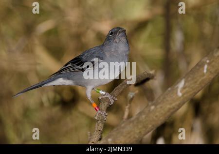 Männlicher blauer Buchfink von Gran Canaria Fringilla polatzeki. Der Nublo Rural Park. Tejeda. Gran Canaria. Kanarische Inseln. Spanien. Stockfoto