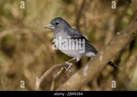 Männlicher blauer Buchfink von Gran Canaria Fringilla polatzeki. Der Nublo Rural Park. Tejeda. Gran Canaria. Kanarische Inseln. Spanien. Stockfoto