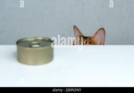 Bengalkatze versucht, nasses Essen vom Tisch zu stehlen Stockfoto