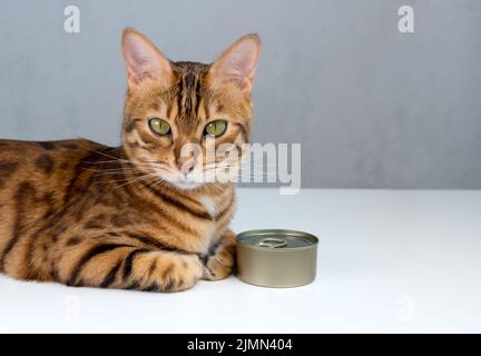 Bengalkatze und Zinndose, nasses Katzenfutter in Zinndose Stockfoto