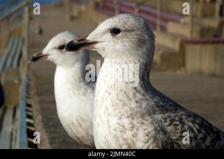 Nahaufnahme von zwei jungen Heringsmöwen, die auf den Stufen im Promenadenbereich von blackpool sitzen Stockfoto