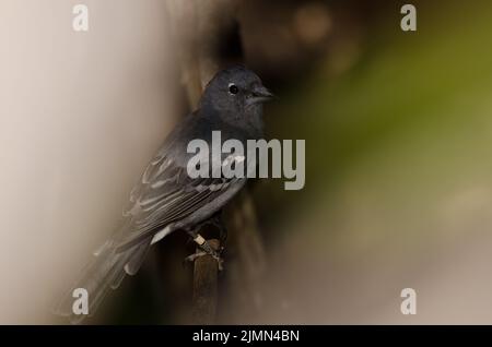 Männlicher blauer Buchfink von Gran Canaria Fringilla polatzeki. Der Nublo Rural Park. Tejeda. Gran Canaria. Kanarische Inseln. Spanien. Stockfoto