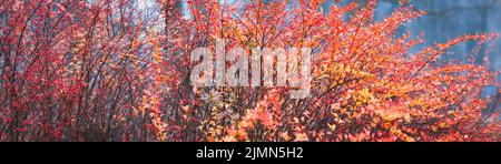 Roter Herbstlaub Hintergrund, japanischer Berberbusch im Herbstpark, Breite Bannergröße Stockfoto