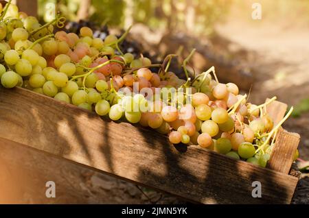 Grüne Trauben in Holzkisten auf Weingut Herbstzeit Stockfoto