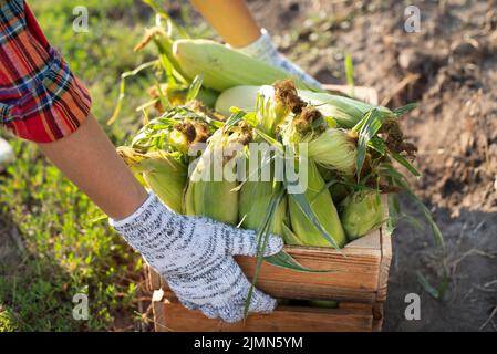 Bauer füllt Holzkiste mit Maiskolben am sonnigen Tag des Maisfeldes Stockfoto