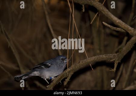 Männlicher blauer Buchfink von Gran Canaria Fringilla polatzeki. Der Nublo Rural Park. Tejeda. Gran Canaria. Kanarische Inseln. Spanien. Stockfoto