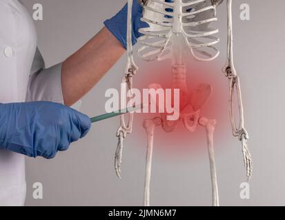 Ärztliche Hand, die auf das Skelettbecken mit rotem Fleck zeigt. Anatomie des Skelettsystems, Körperstruktur, medizinisches Bildungskonzept. Fortpflanzungs-, Urin- oder Verdauungssystem. Hochwertige Fotos Stockfoto