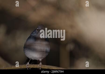 Gran Canaria blauer Buchfink Fringilla polatzeki. Männchen zwischen der Vegetation. Der Nublo Rural Park. Tejeda. Gran Canaria. Kanarische Inseln. Spanien. Stockfoto