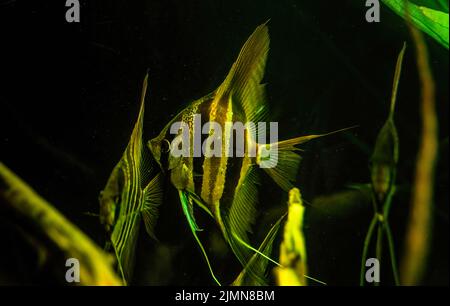 Altum angelfish aka Tiger Marble fish pterophyllum scalare Aquarienfische Stockfoto