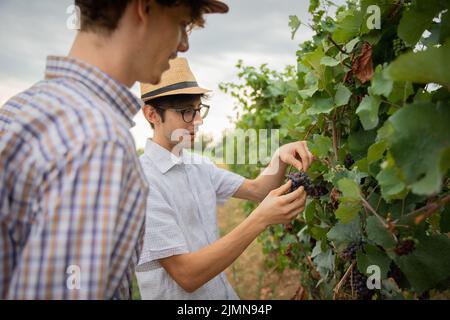 TTWO-Bauern pflücken Trauben im Weinberg, Weinlese und Weinproduktionskonzept. Stockfoto