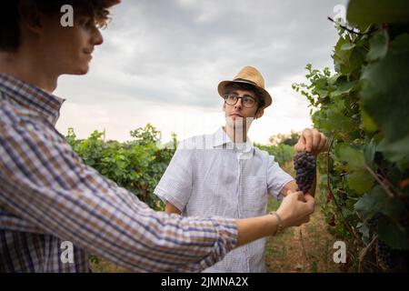 Zwei Kollegen pflücken im Weinberg Trauben, um in italien Wein zu machen Stockfoto