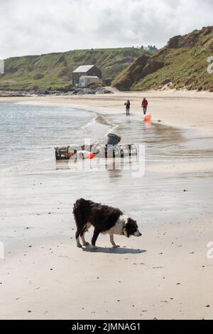 Border Collie am Strand von Porthdinllaen, Lleyn Peninsula, Nordwales. Stockfoto